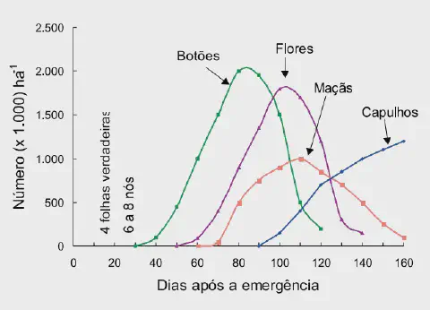 Este gráfico de linhas ilustra as fases fenológicas de uma cultura, provavelmente a do algodão, ao longo do tempo. O eixo hor
