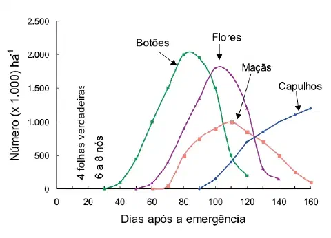 Este gráfico de linhas ilustra as fases fenológicas de uma cultura, provavelmente a do algodão, ao longo do tempo. O eixo hor