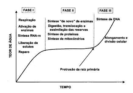 Este gráfico ilustra o processo trifásico de absorção de água durante a germinação de sementes, um conceito fundamental na fi