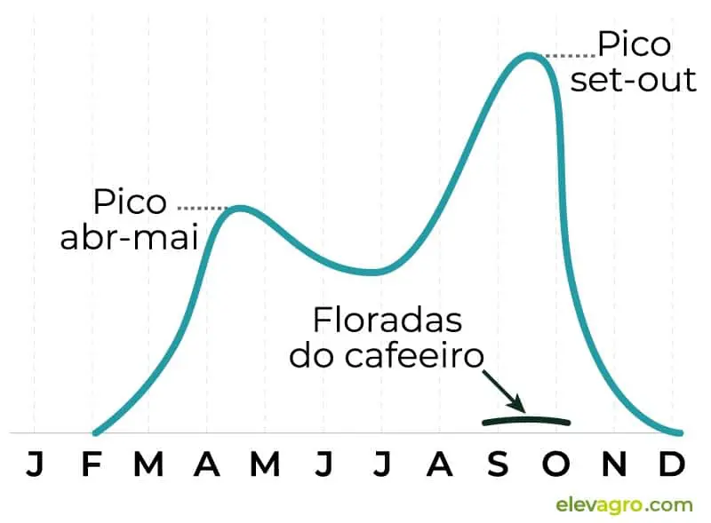 gráfico de linha que ilustra um ciclo anual, de janeiro a dezembro, relacionado à cafeicultura. A linha azu