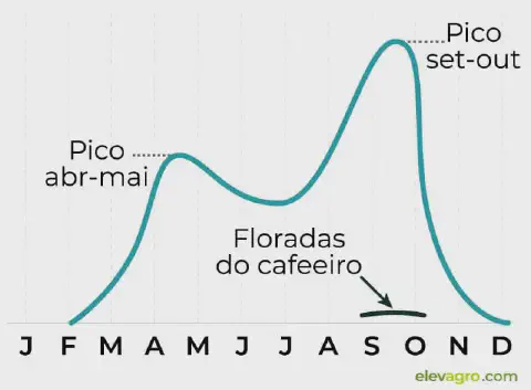 gráfico de linha que ilustra um ciclo anual, de janeiro a dezembro, relacionado à cafeicultura. A linha azu