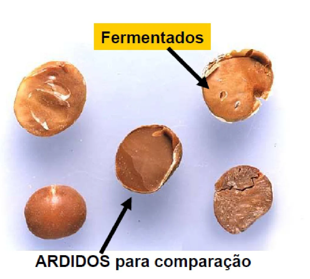 Grãos Ardidos e Fermentados: Como Identificar Defeitos uma comparação visual entre diferentes tipos de defeitos em grãos, provavelmente soja ou milho, sobre um fundo