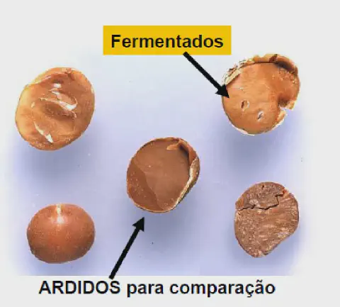 uma comparação visual entre diferentes tipos de defeitos em grãos, provavelmente soja ou milho, sobre um fundo