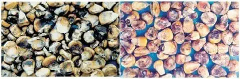 comparativo visual, dividido em dois painéis, que exibe grãos de milho severamente afetados por doenças, provav