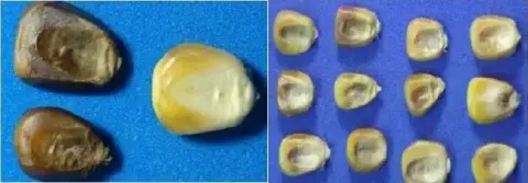 composição de duas fotos que exibem grãos de milho sobre um fundo azul, destacando a diferença entre grãos sad