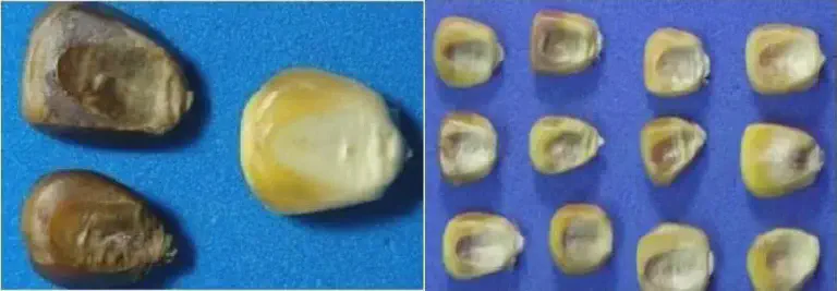 composição de duas fotos que exibem grãos de milho sobre um fundo azul, destacando a diferença entre grãos sad