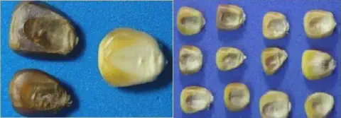 composição de duas fotos que exibem grãos de milho sobre um fundo azul, destacando a diferença entre grãos sad