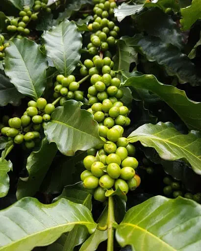 close-up detalhado de um galho de cafeeiro, carregado com cachos de frutos de café ainda verdes, na fase de