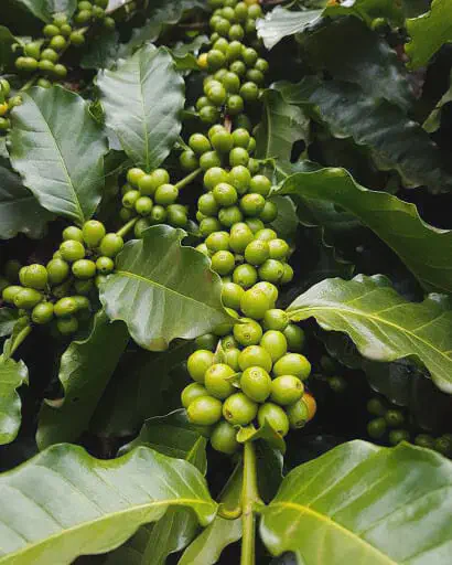 close-up detalhado de um galho de cafeeiro, carregado com cachos de frutos de café ainda verdes, na fase de