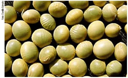 close-up detalhado de grãos de soja, preenchendo todo o quadro. Os grãos, de coloração verde-clara a amarel