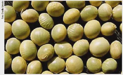 close-up detalhado de grãos de soja, preenchendo todo o quadro. Os grãos, de coloração verde-clara a amarel