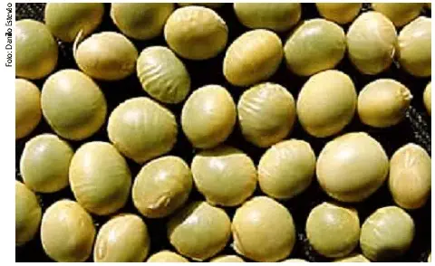 close-up detalhado de grãos de soja, preenchendo todo o quadro. Os grãos, de coloração verde-clara a amarel