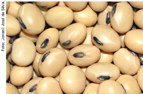 uma fotografia em close-up de um amontoado de grãos de soja. Os grãos preenchem todo o quadro, criando uma tex