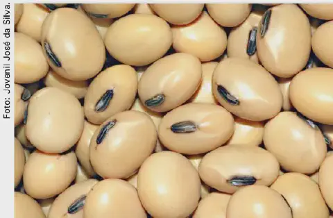 uma fotografia em close-up de um amontoado de grãos de soja. Os grãos preenchem todo o quadro, criando uma tex