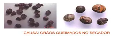 composição de duas fotografias que ilustram o problema de grãos queimados durante o processo de secagem. À esq