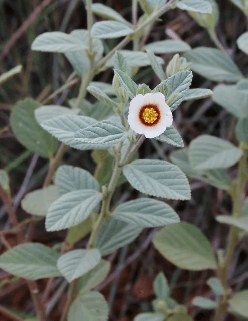 close-up da planta Sida cordifolia, popularmente conhecida como guanxuma ou malva-branca. O foco está em um