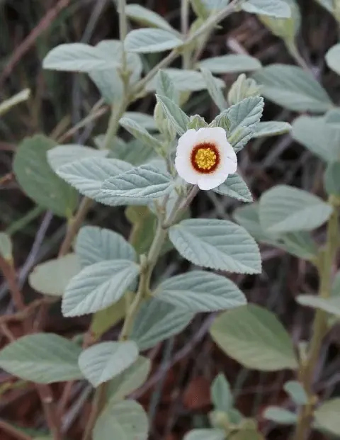 close-up da planta Sida cordifolia, popularmente conhecida como guanxuma ou malva-branca. O foco está em um