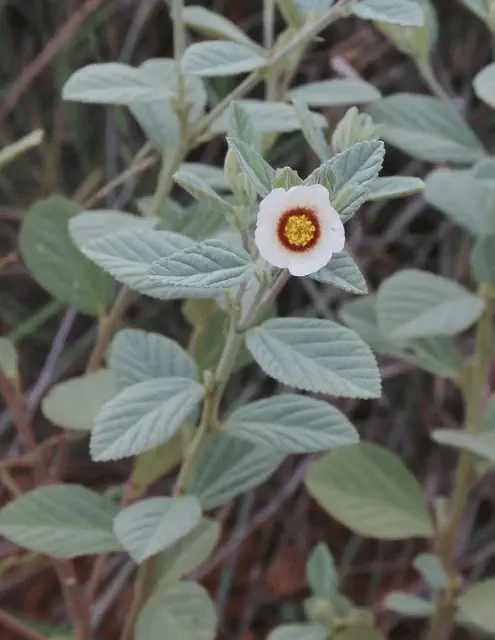 Guanxuma (Sida cordifolia): Como Identificar a Planta Daninha close-up da planta Sida cordifolia, popularmente conhecida como guanxuma ou malva-branca. O foco está em um