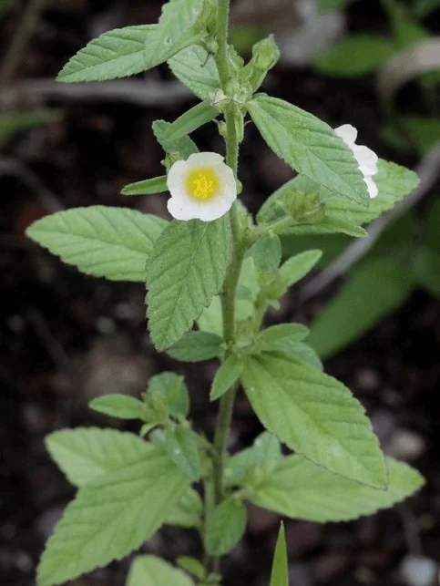 close-up detalhado da planta daninha conhecida como guanxuma (Sida rhombifolia), uma espécie comum em lav