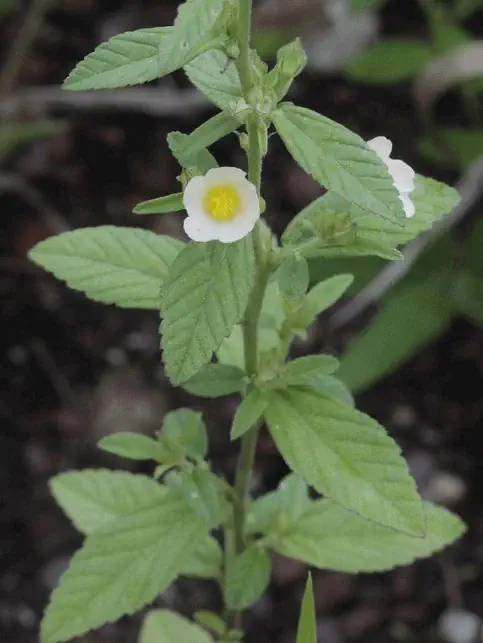 Guanxuma (Sida rhombifolia): Como identificar esta daninha close-up detalhado da planta daninha conhecida como guanxuma (*Sida rhombifolia*), uma espécie comum em lav