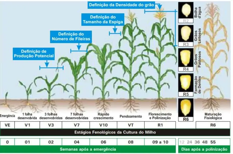 infográfico detalhado que ilustra os estágios fenológicos da cultura do milho, desde a emergência da semente (V