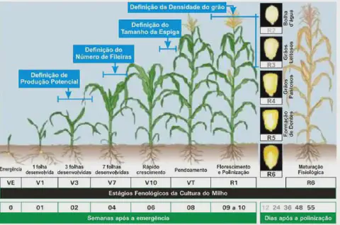 infográfico detalhado que ilustra os estágios fenológicos da cultura do milho, desde a emergência da semente (V