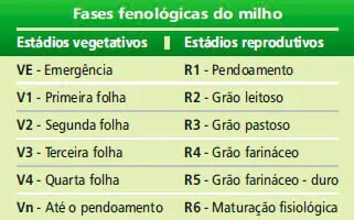 Guia das Fases Fenológicas do Milho: Estádios V e R tabela didática que resume as fases fenológicas do milho, divididas em estádios vegetativos (V) e repr
