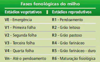 tabela didática que resume as fases fenológicas do milho, divididas em estádios vegetativos (V) e repr
