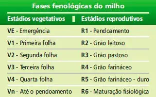tabela didática que resume as fases fenológicas do milho, divididas em estádios vegetativos (V) e repr