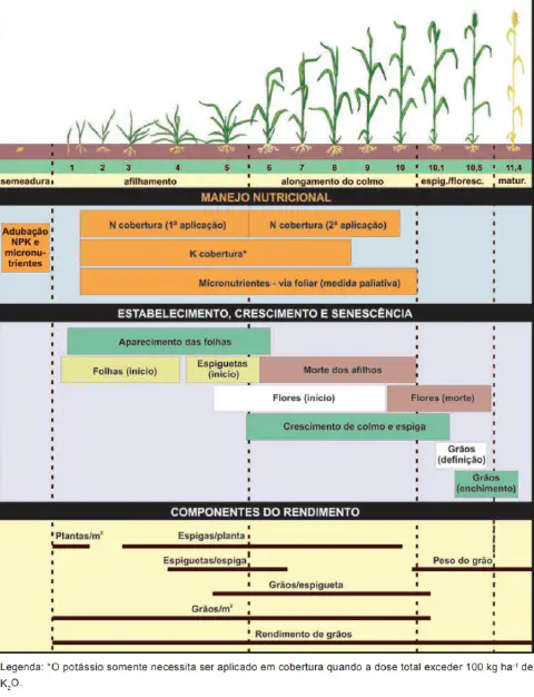 infográfico técnico que detalha as fases de desenvolvimento de uma cultura de cereal, provavelmente trigo ou ce