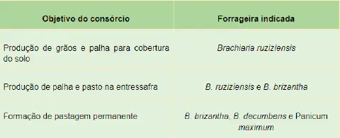 uma tabela informativa que orienta a escolha de plantas forrageiras com base no objetivo de um consórcio agríc