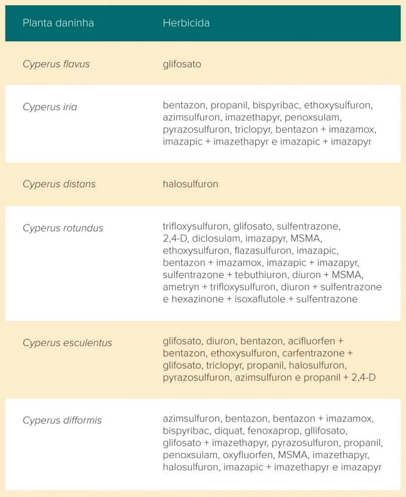 tabela informativa que relaciona diferentes espécies de plantas daninhas do gênero Cyperus, popularmen