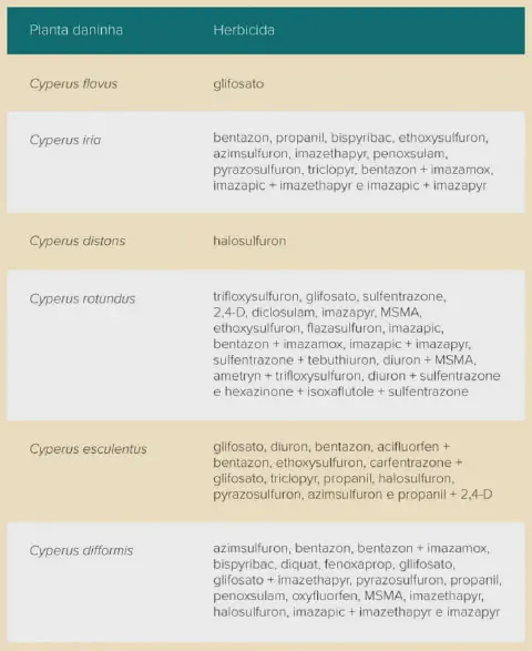 tabela informativa que relaciona diferentes espécies de plantas daninhas do gênero Cyperus, popularmen