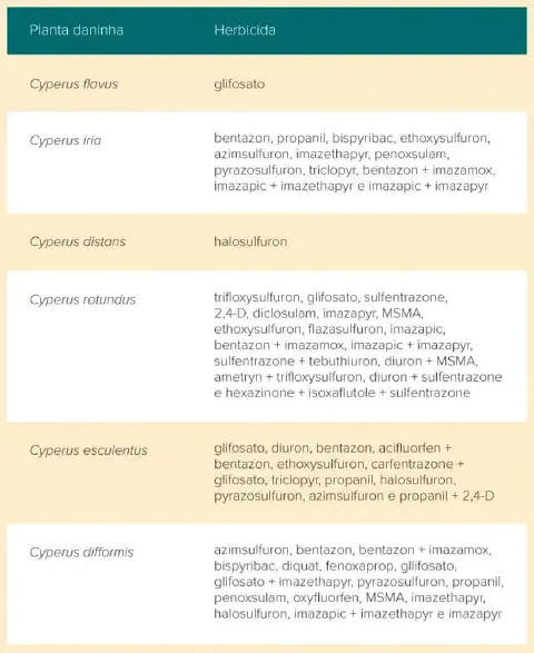 tabela informativa que relaciona diferentes espécies de plantas daninhas do gênero Cyperus, popularmen
