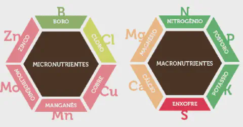 infográfico educativo que distingue os nutrientes essenciais para as plantas em duas categorias princip