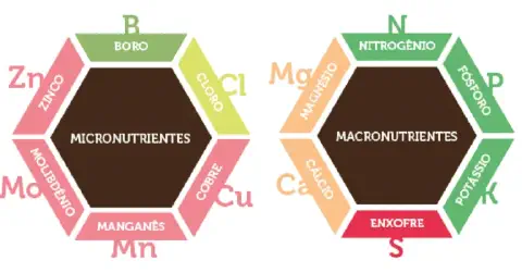 infográfico educativo que distingue os nutrientes essenciais para as plantas em duas categorias princip