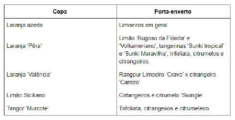 Porta-enxertos cítricos semeados em tubetes durante fase inicial de desenvolvimento em viveiro