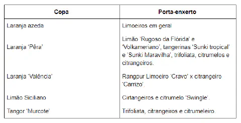 Porta-enxertos cítricos semeados em tubetes durante fase inicial de desenvolvimento em viveiro