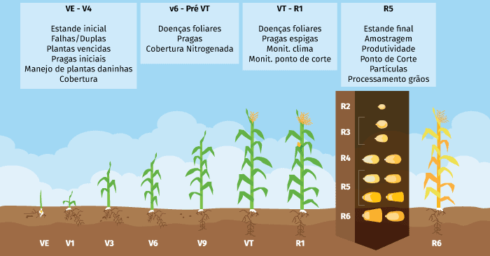 infográfico detalhado que ilustra os estádios fenológicos do milho, divididos em fases vegetativas (VE a VT) e