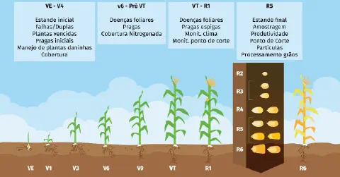 infográfico detalhado que ilustra os estádios fenológicos do milho, divididos em fases vegetativas (VE a VT) e