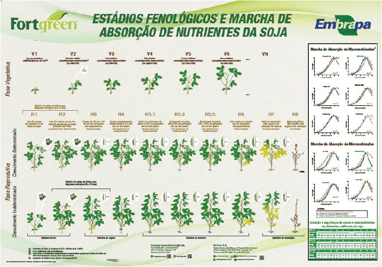 Guia dos Estádios Fenológicos e Nutrição da Soja infográfico técnico e detalhado sobre os estádios fenológicos e a marcha de absorção de nutrientes da cultura d