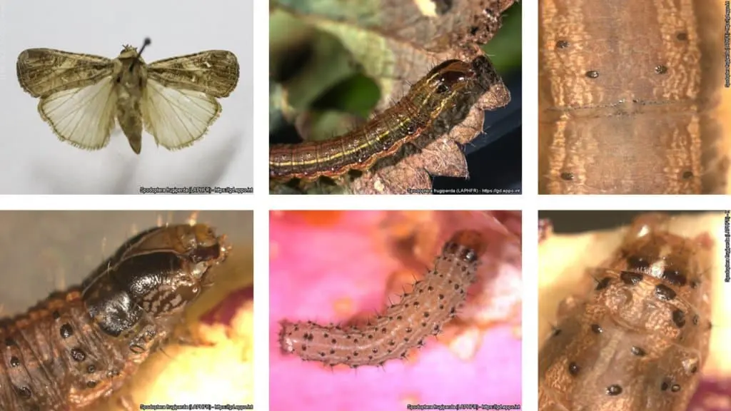 Esta imagem é uma colagem composta por seis fotografias que detalham as diferentes fases e características da lagarta-do-cart