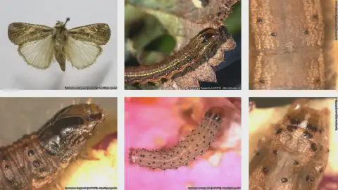 Esta imagem é uma colagem composta por seis fotografias que detalham as diferentes fases e características da lagarta-do-cart