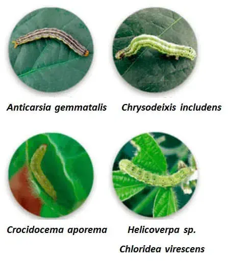 infográfico educativo que apresenta quatro espécies de lagartas consideradas pragas agrícolas, especialmente na