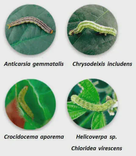 Guia Visual: Como Identificar as Principais Lagartas da Soja infográfico educativo que apresenta quatro espécies de lagartas consideradas pragas agrícolas, especialmente na