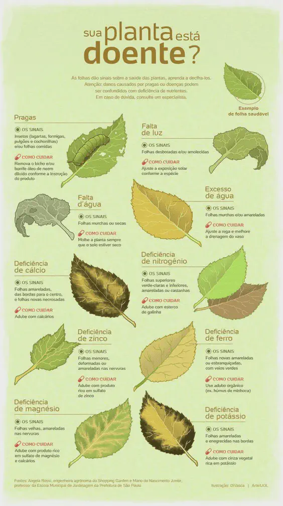 Guia Visual: Como Identificar Doenças e Pragas em Plantas Este é um infográfico educacional em português intitulado 'Sua planta está doente?'. Ele serve como um guia visual para ajuda