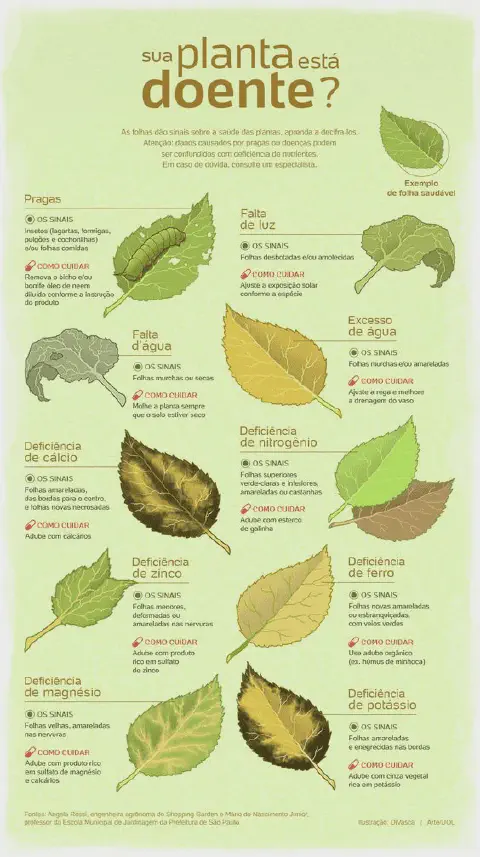 Este é um infográfico educacional em português intitulado 'Sua planta está doente?'. Ele serve como um guia visual para ajuda