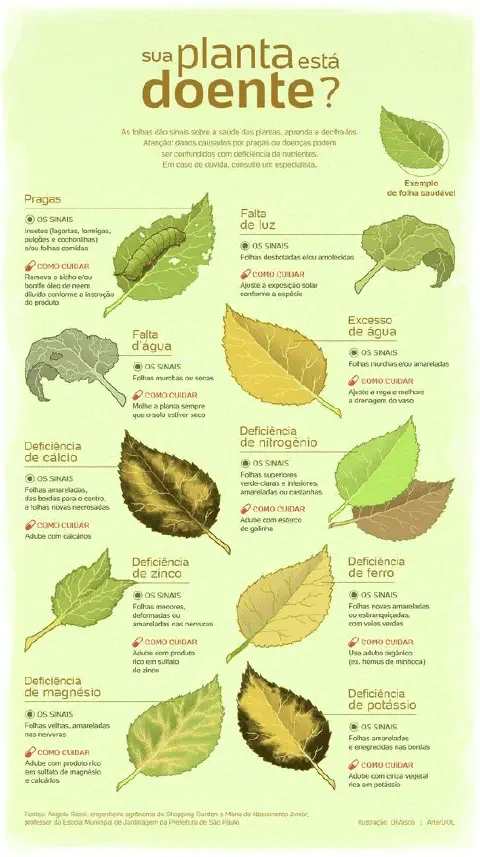 Este é um infográfico educacional em português intitulado 'Sua planta está doente?'. Ele serve como um guia visual para ajuda