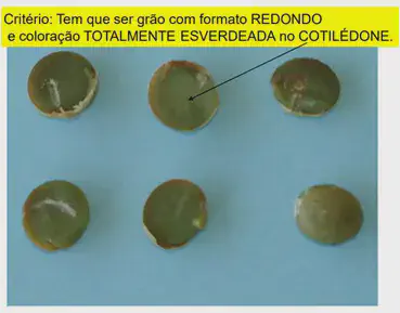 seis cotilédones de soja, de cor verde intensa, dispostos sobre uma superfície azul clara. No topo, uma caixa