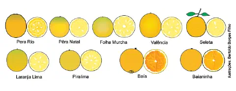 ilustração didática que exibe nove variedades populares de laranja no Brasil, dispostas em duas fileiras. Cada